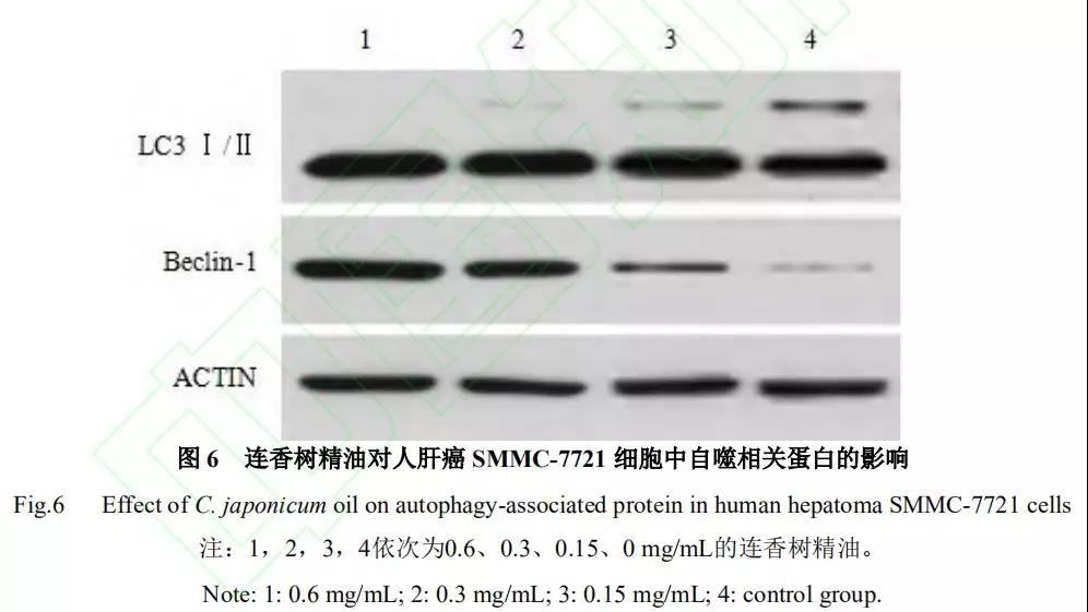 精油的功效與作用