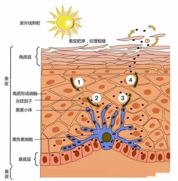 香薰機(jī)供應(yīng)商